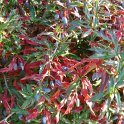 Berberis gagnepainii P30 (2)